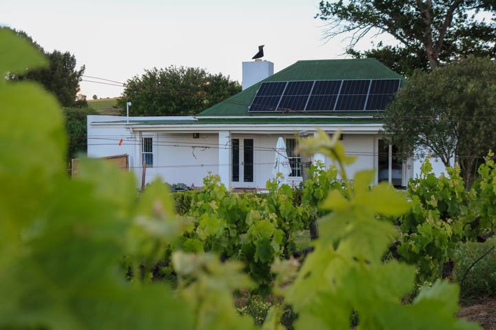 The cottage seen through the vine leaves