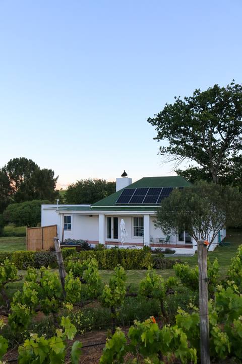 The cottage among the vines at dusk