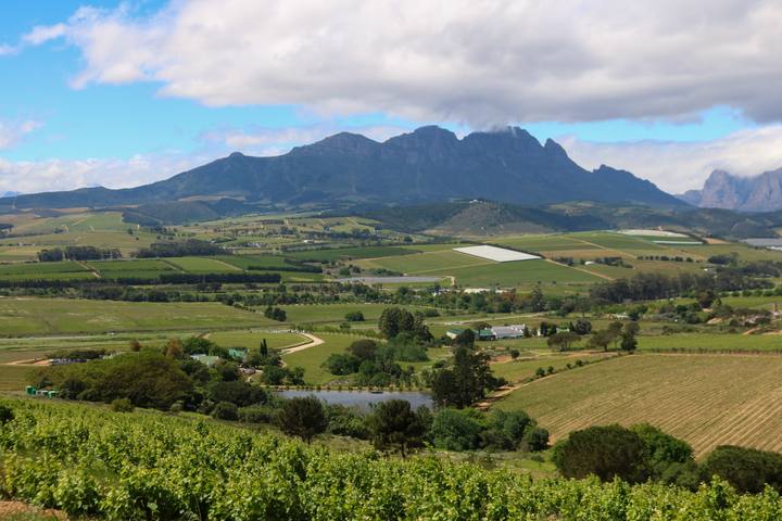 Vineyards and the mountain view from the farm
