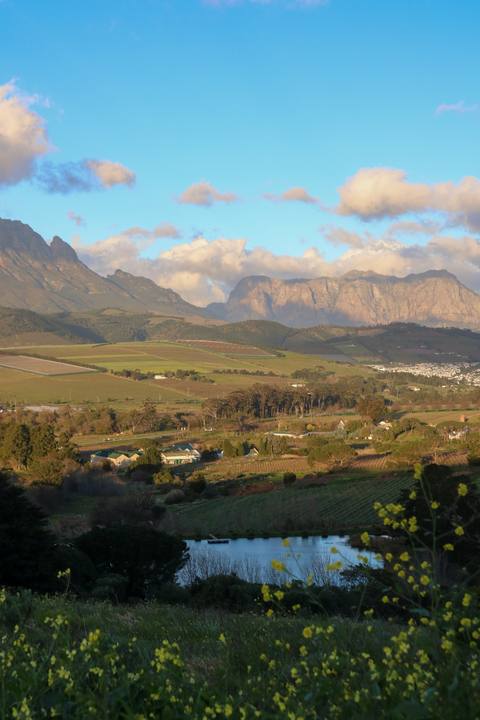 The vineyard and dam in the evening light