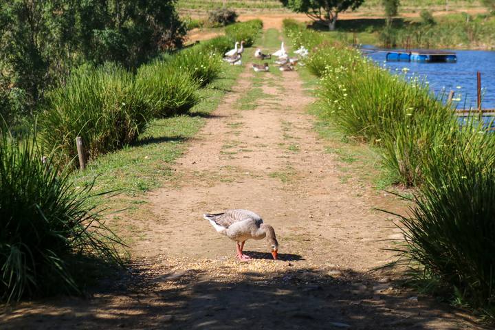 A farm path lined with reeds and a goose