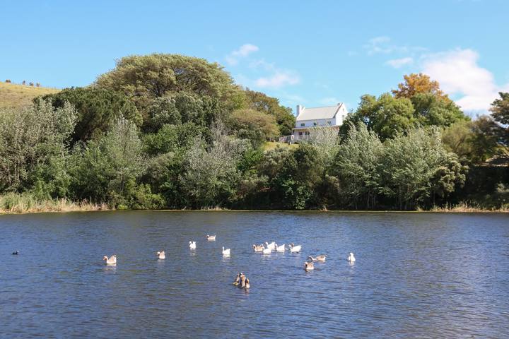 Geese on the dam